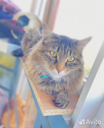 Отдам кота в добрые руки