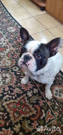 Французский бульдог кабель вязка