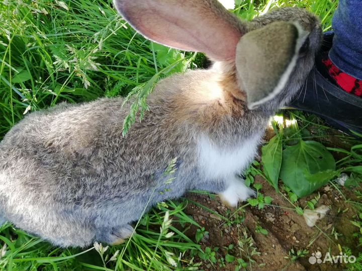 Продам кроликов породы Серый великан