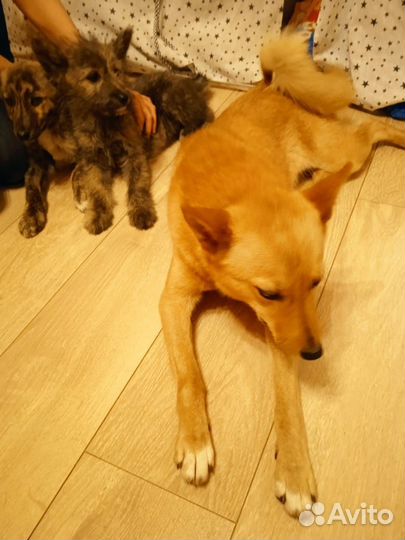 Отдам в добрые руки