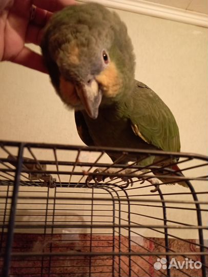 Попугай амазон