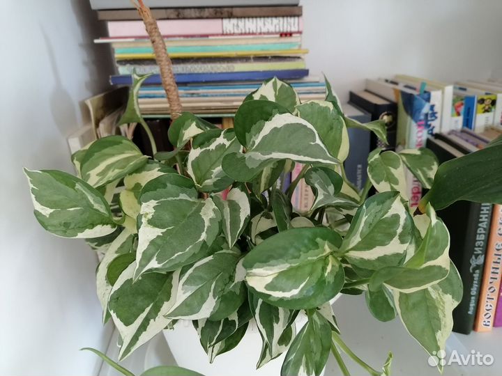 Сциндапсус