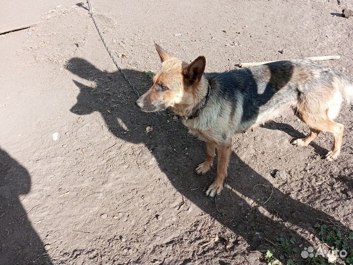 Продам Щенки немецкой овчарки