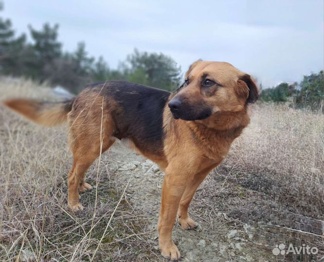 Собака в добрые руки