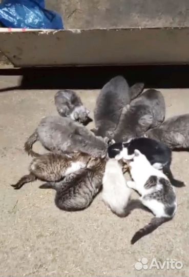 Кошки в беде
