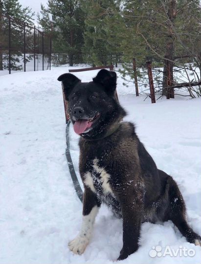 Собака в добрые руки