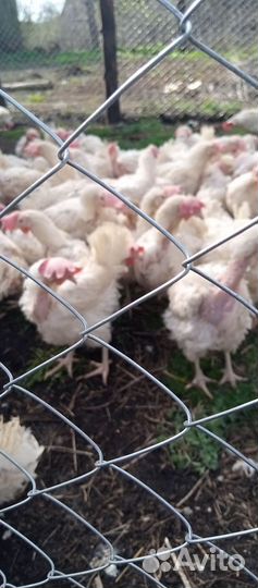 Куры несушки продам