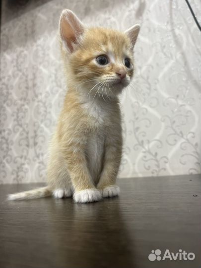 Рыженький котенок в дар