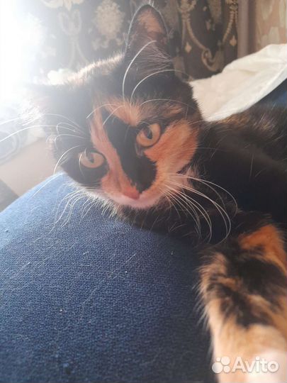 Кошка