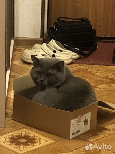 Шотландский кот