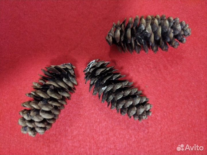 Продам сосновую или пихтовую шишку