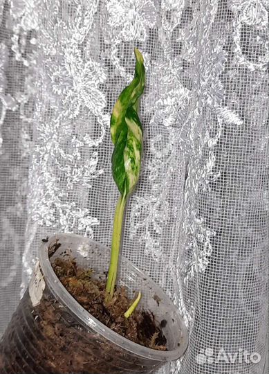 Эпипремнум