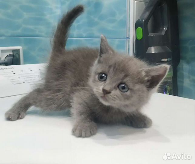 Британская