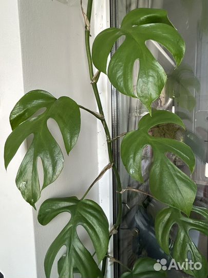 Монстера минима рафидофора - черенки
