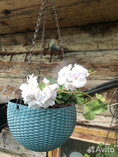 Герань пеларгония