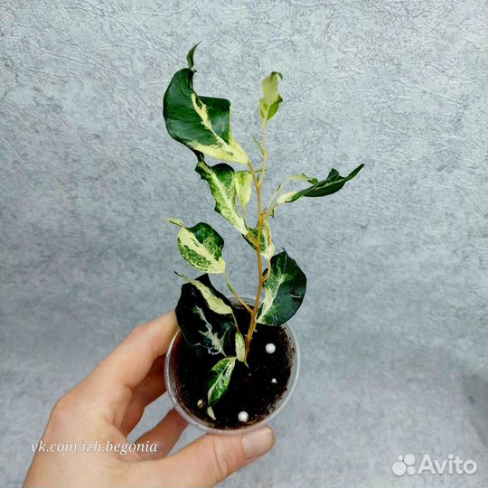 Фикусы 10 сортов