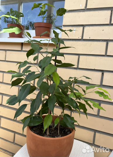 Бенджамина, Дипсис