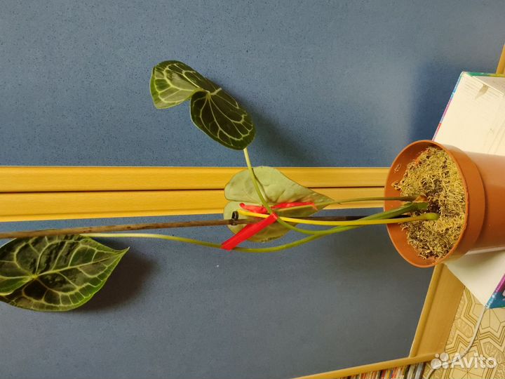 Антуриумы сортовые