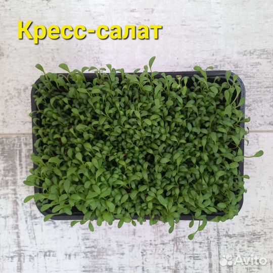 Микрозелень