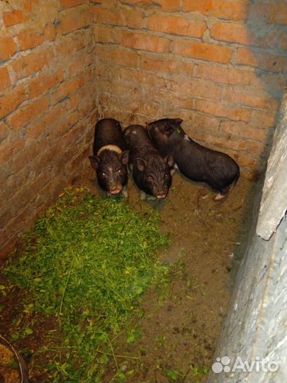 Вьетнамский вислобрюхий поросенок