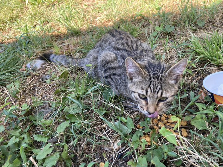 Котята в добрые руки даром