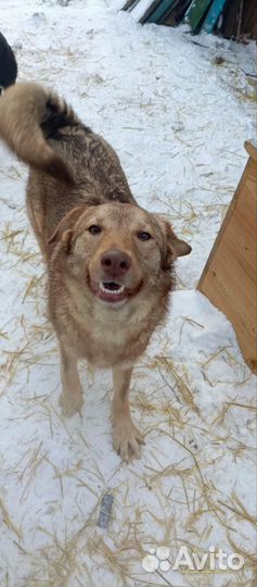 Собака крупная Сара