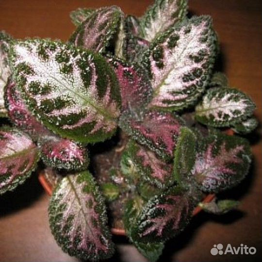 Эписция Антик Вельвет