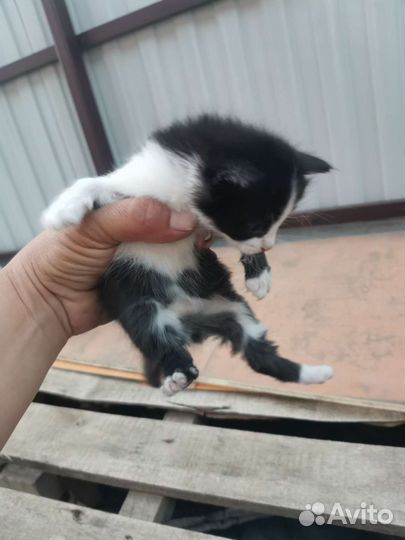 Котята