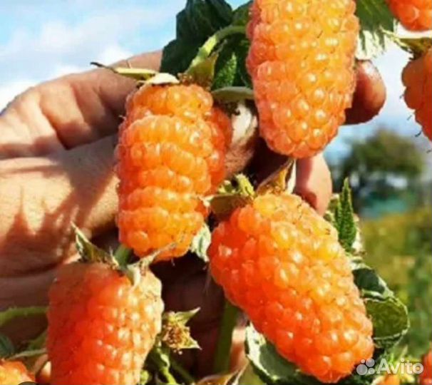 Ремонтантная малина 