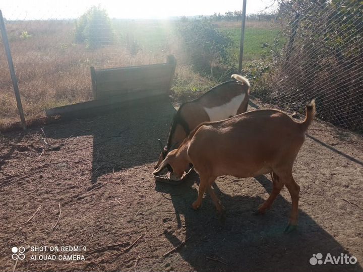 Коза нубийская