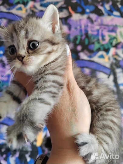 Шотландские котята скотиш страйт