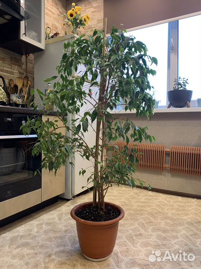 Фикус Бенджамина