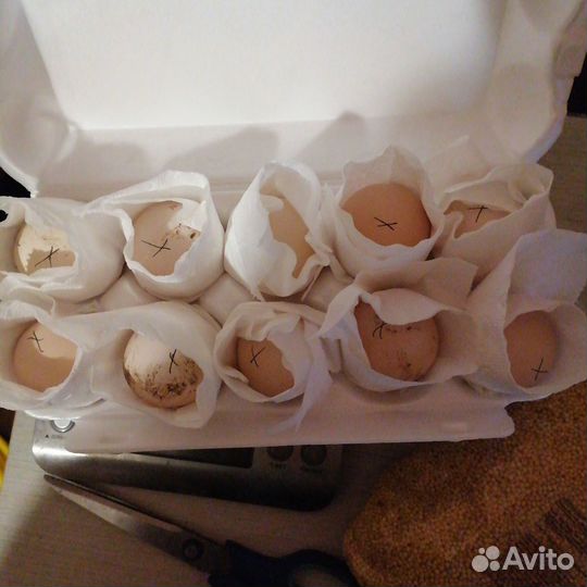 Инкубационное яйцо