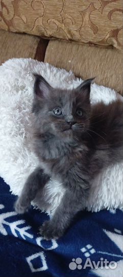 Котята мейн-кун