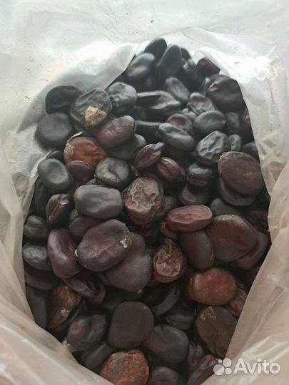 Семена бобов