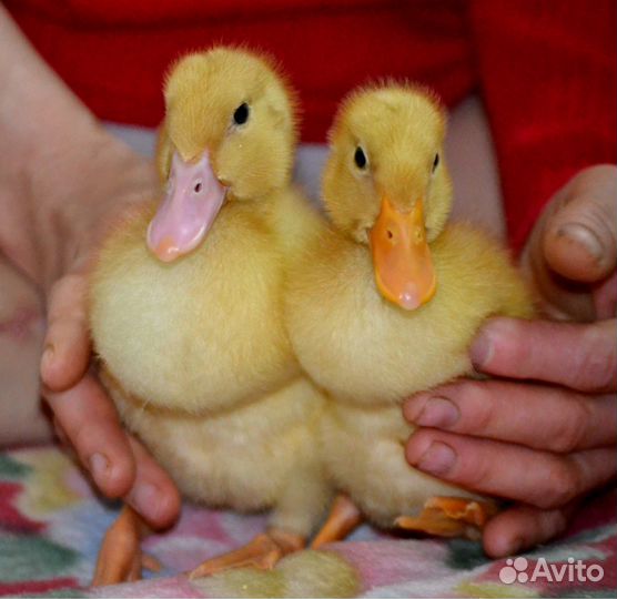 Домашняя птица