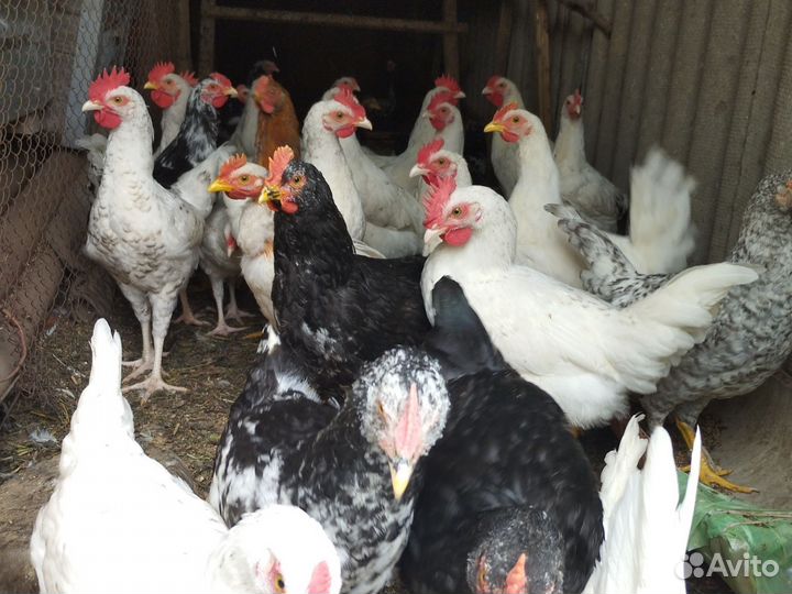 Петушки породы Пушкинская,Остролоп и др породы