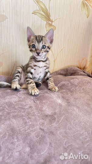 Бенгальские котята