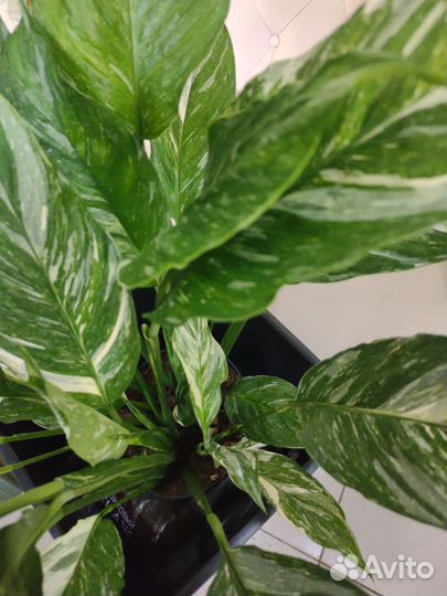 Спатифиллум даймонд