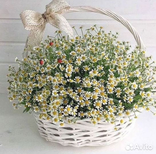 Букеты ромашек