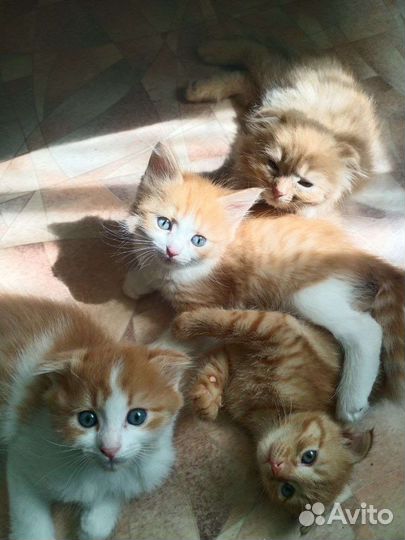 Котята в добрые руки