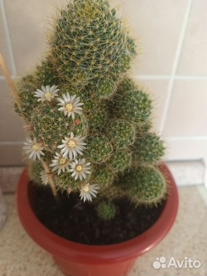 Суккулент