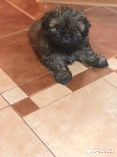 Щенки ши-тцу