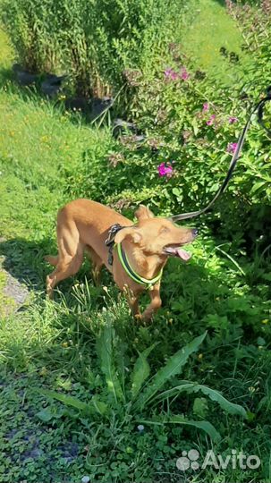 Молодая собачка в добрые руки