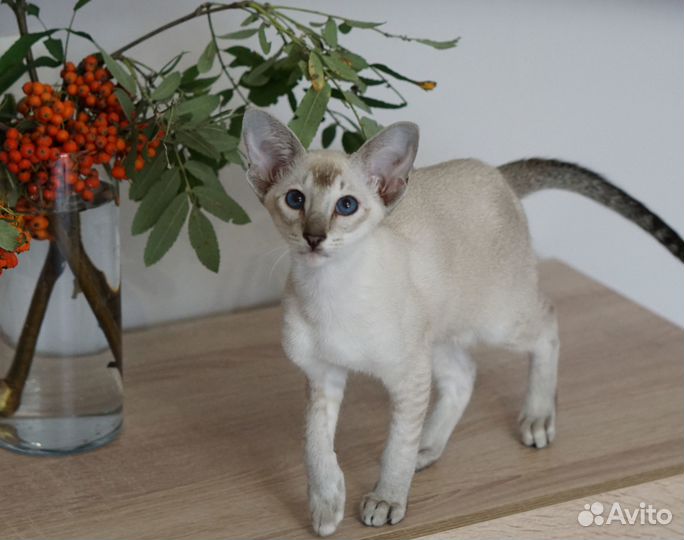 Ориентальные котята