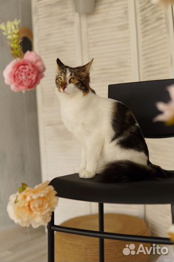 Ласкуша и красавица