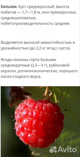 Саженцы малины