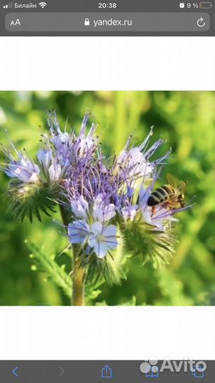 Фацелия семена