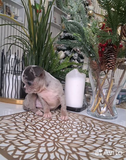 Чихуахуа микро и мини