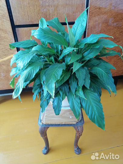 Спатифиллум